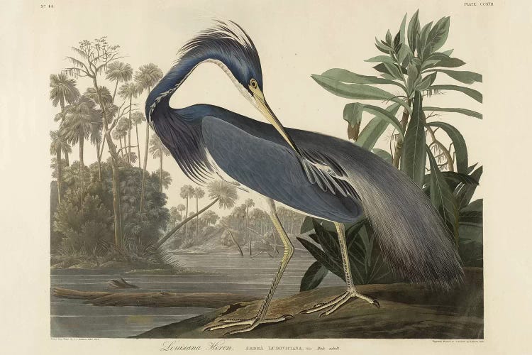 Louisiana Heron, 1834 