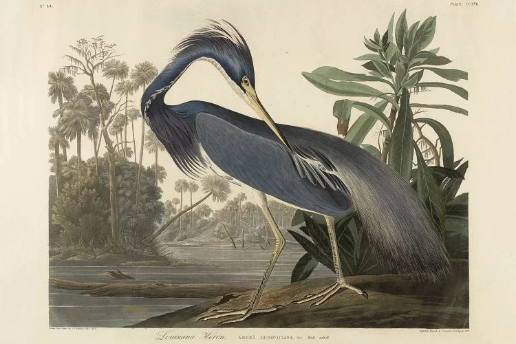 Louisiana Heron, 1834  by Robert the Younger Havell wall art