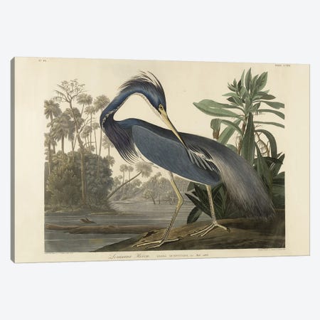Louisiana Heron, 1834  Canvas Print #BMN9795} by Robert the Younger Havell Canvas Artwork
