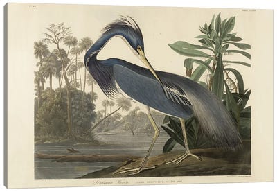 Louisiana Heron, 1834  Canvas Art Print