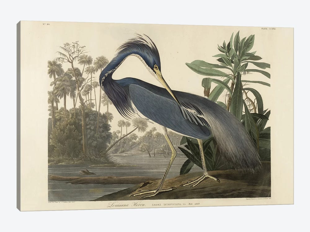 Louisiana Heron, 1834  by Robert the Younger Havell 1-piece Canvas Art Print