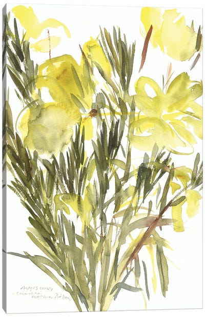 Evening primroses; 2004  Canvas Art Print