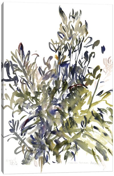 Senecio and other plants, 2003  Canvas Art Print