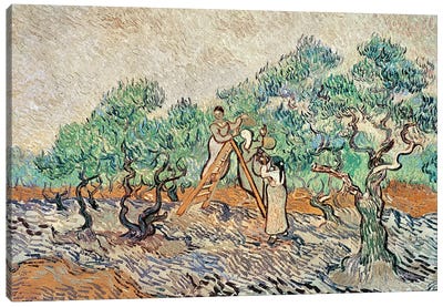 The Olive Orchard, 1889  Canvas Art Print - Post-Impressionism Art