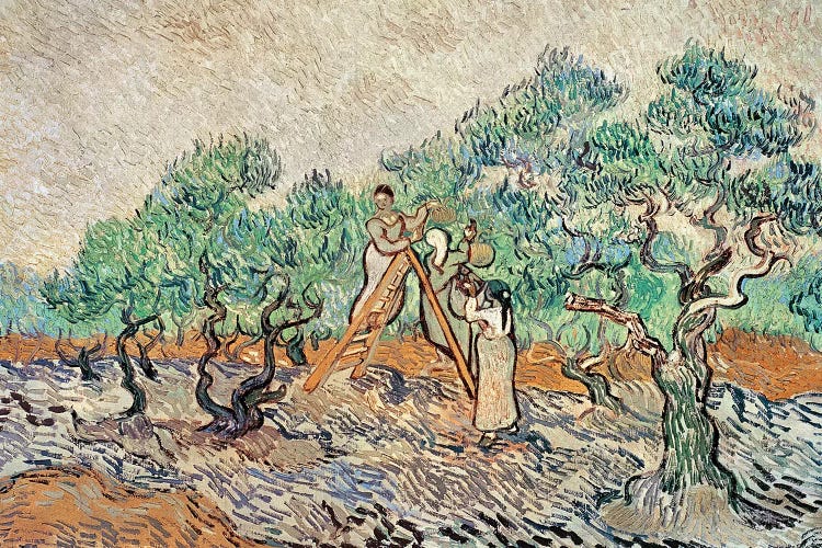 The Olive Orchard, 1889 