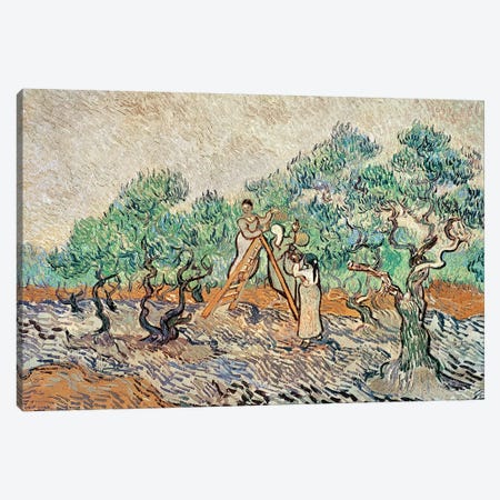 The Olive Orchard, 1889  Canvas Print #BMN991} by Vincent van Gogh Canvas Wall Art