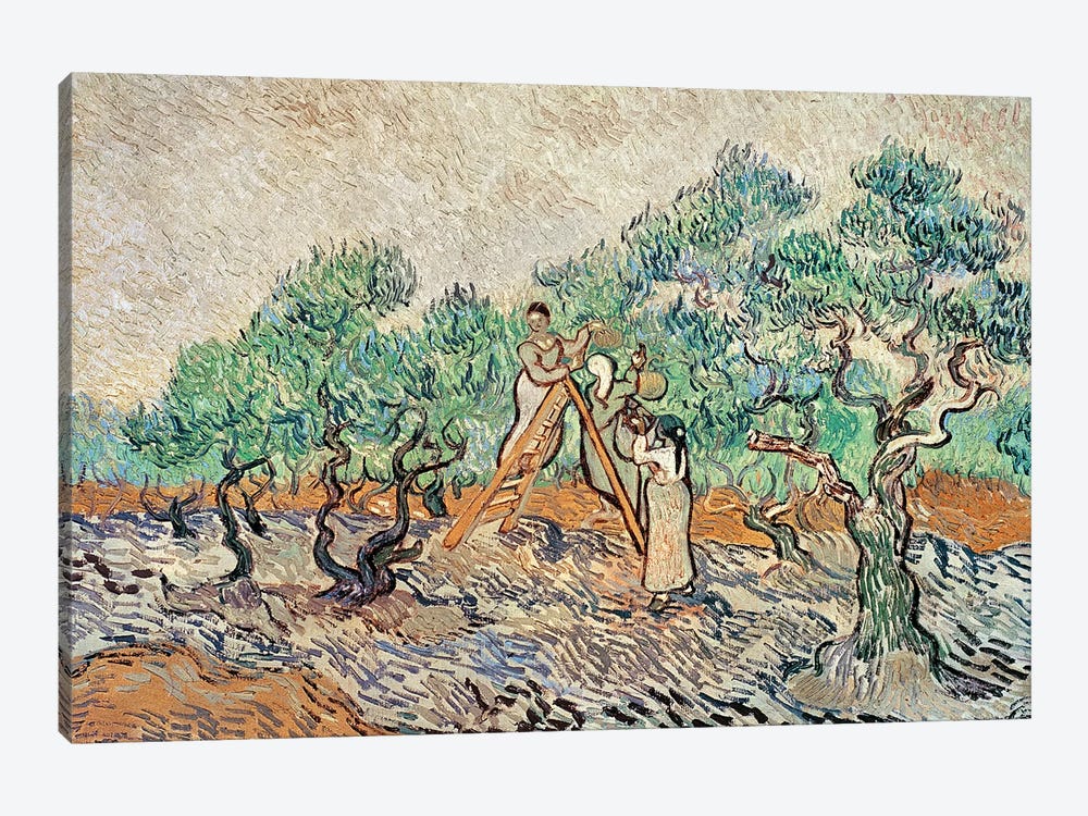 The Olive Orchard, 1889  by Vincent van Gogh 1-piece Canvas Print