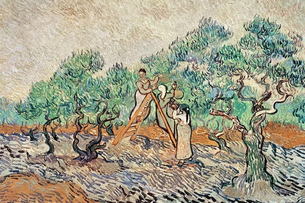 Olive Trees: The Olive Orchard, 1889  by Vincent van Gogh