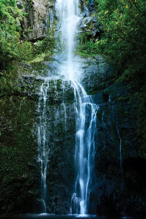 Natural Rain Forest