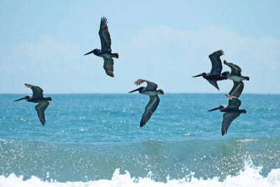 Pelican II by Bruce Nawrocke framed wall art