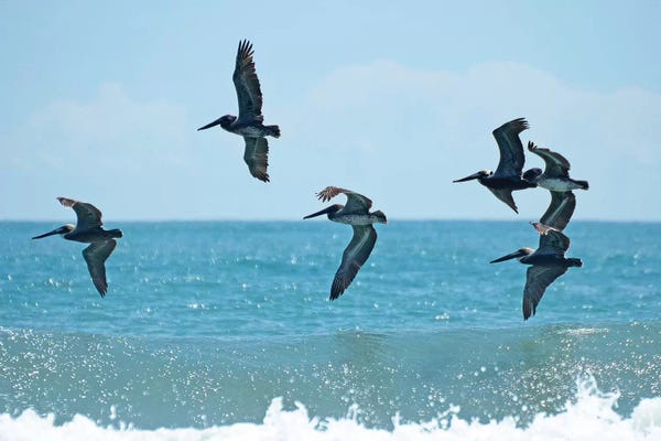 Waves: Pelican II by Bruce Nawrocke