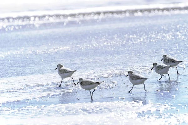 SunDance Group: Running to the Edge by Bruce Nawrocke