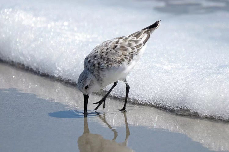 Sandpiper I