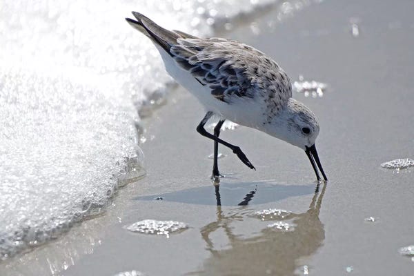 SunDance Group: Sandpiper II by Bruce Nawrocke