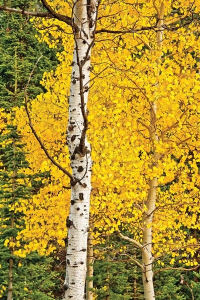 Sunny Blooms by Bruce Nawrocke metal wall art