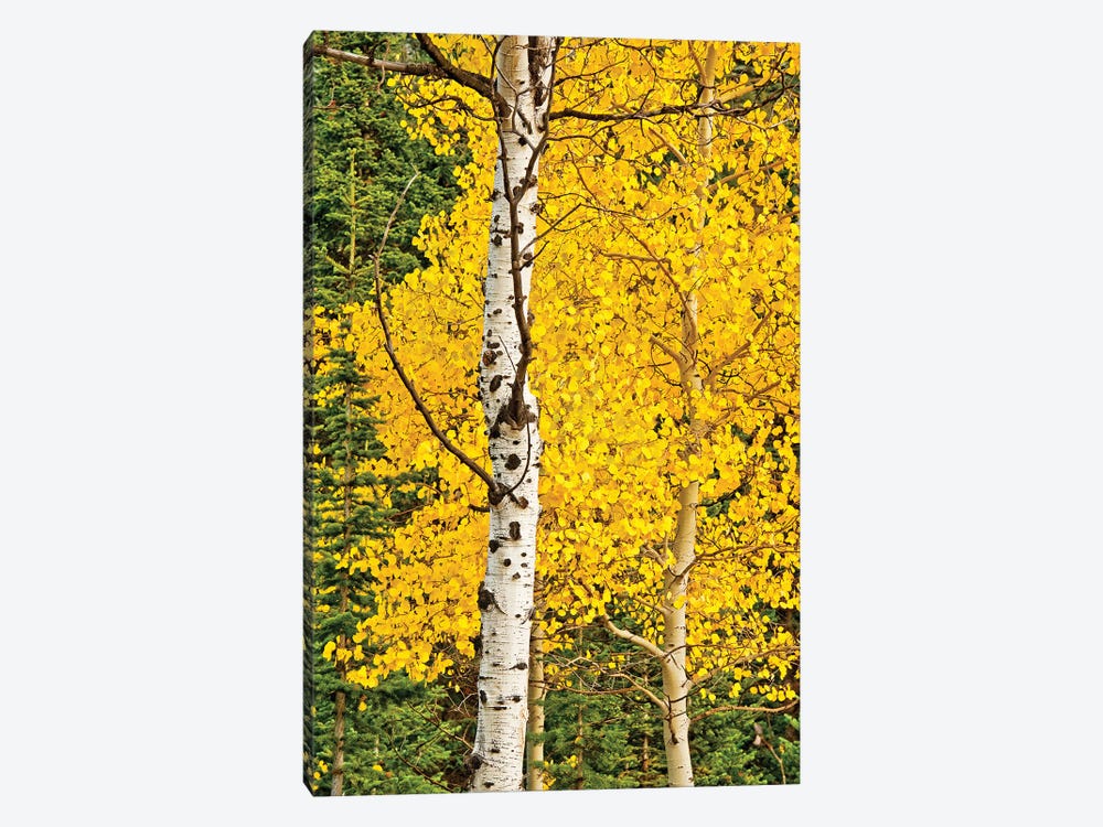 Sunny Blooms by Bruce Nawrocke 1-piece Canvas Wall Art