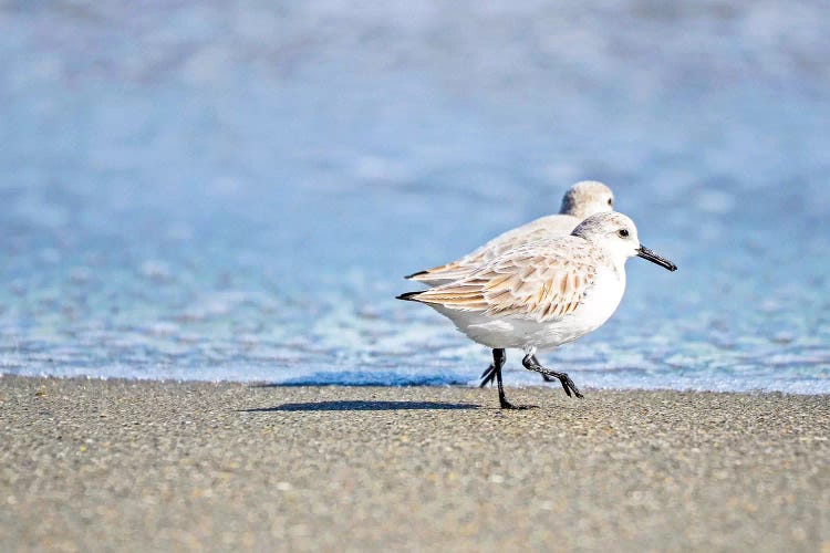 Walk Along the Coast