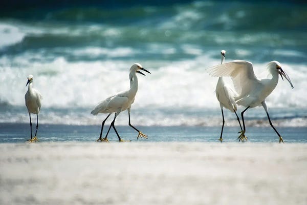 Egrets: Egret Walk by Bruce Nawrocke