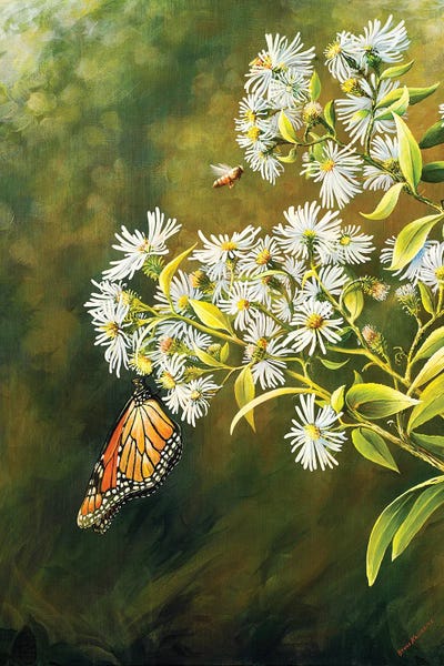 Daisies: Garden Life by Bruce Nawrocke
