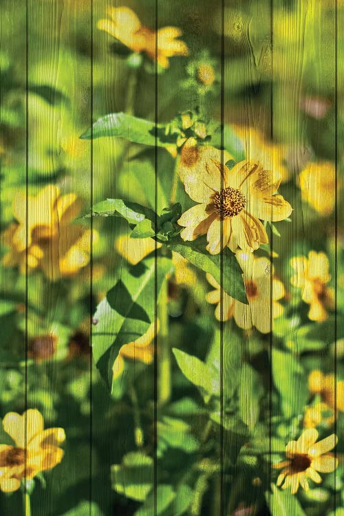 Daisies on Wood