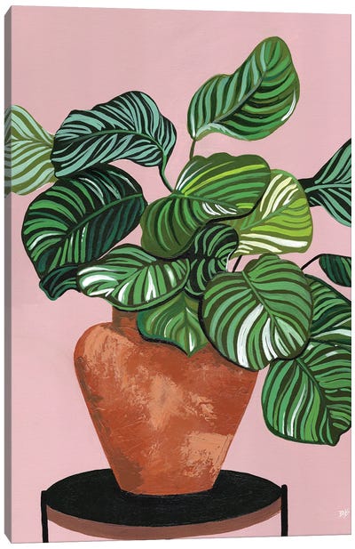 Calatheas Canvas Art Print - Plant Mom
