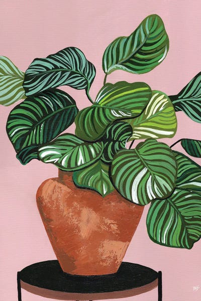Tropical Living Room: Calatheas by Bria Nicole