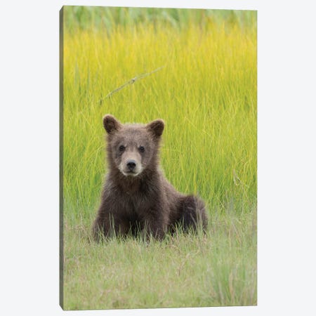 USA, Alaska. Grizzly bear cub sits in a meadow in Lake Clark National Park. Canvas Print #BND14} by Brenda Tharp Canvas Wall Art