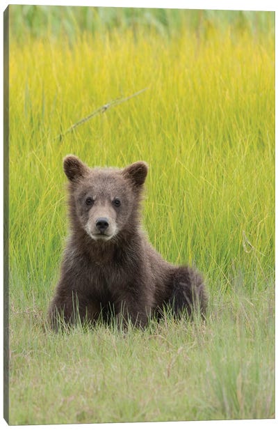 USA, Alaska. Grizzly bear cub sits in a meadow in Lake Clark National Park. Canvas Art Print