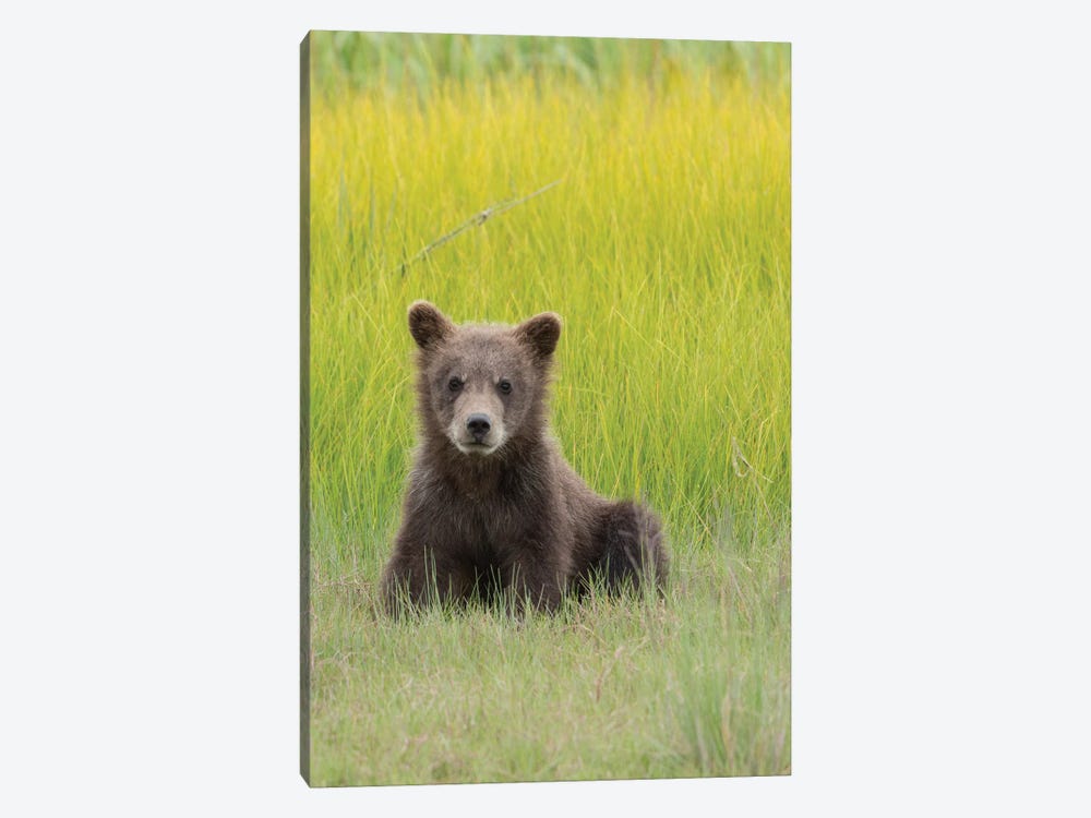 USA, Alaska. Grizzly bear cub sits in a meadow in Lake Clark National Park. by Brenda Tharp 1-piece Art Print