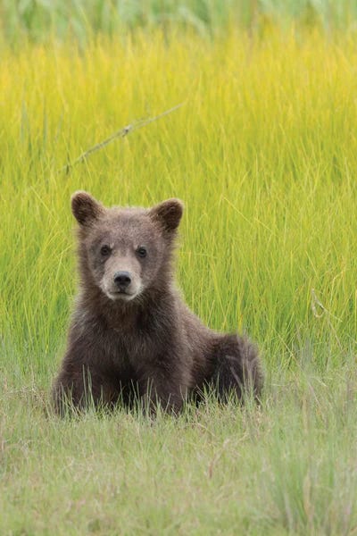 USA, Alaska. Grizzly bear cub sits in a meadow in Lake Clark National Park.