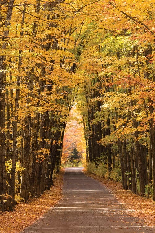 USA, Michigan. Trees lining Cathedral Road form a cathedral like shape overhead.