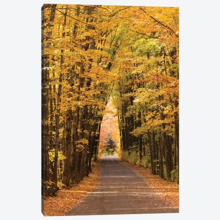 USA, Michigan. Trees lining Cathedral Road form a cathedral like shape overhead. Canvas Print #BND15} by Brenda Tharp Canvas Artwork