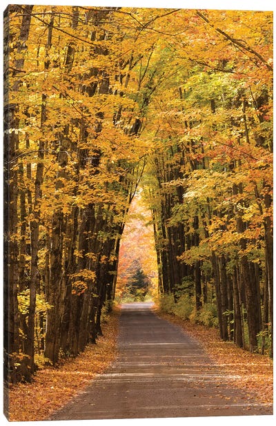 USA, Michigan. Trees lining Cathedral Road form a cathedral like shape overhead. Canvas Art Print - Michigan Art
