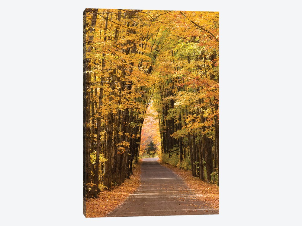 USA, Michigan. Trees lining Cathedral Road form a cathedral like shape overhead. by Brenda Tharp 1-piece Canvas Artwork