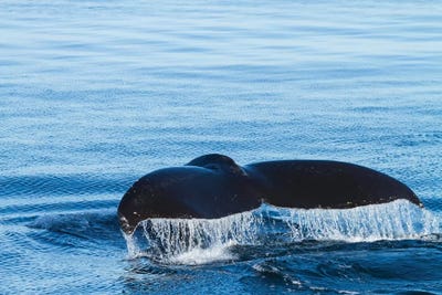Water Flows Off A Humpback Whale's Tail As It Prepares To Dive, British Columbia by Brenda Tharp acrylic art print
