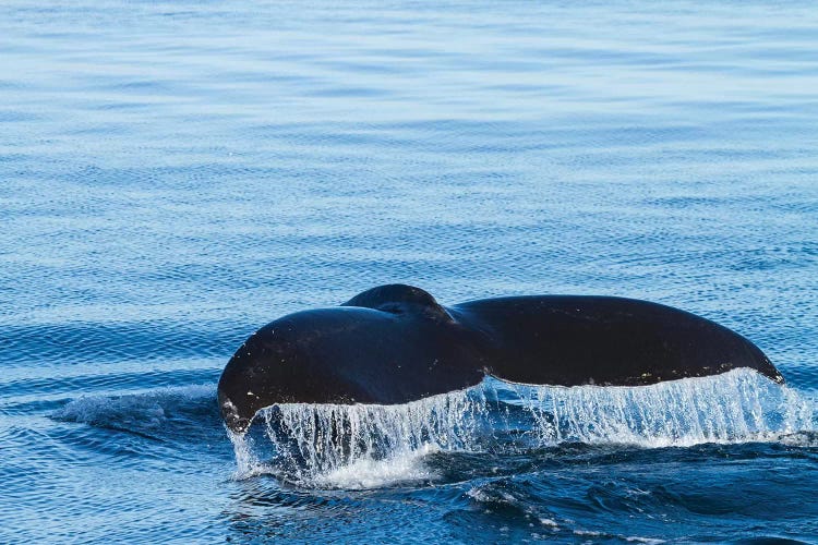 Water Flows Off A Humpback Whale's Tail As It Prepares To Dive, British Columbia