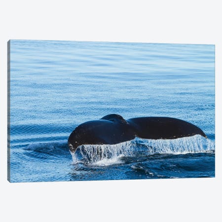 Water Flows Off A Humpback Whale's Tail As It Prepares To Dive, British Columbia Canvas Print #BND16} by Brenda Tharp Canvas Art