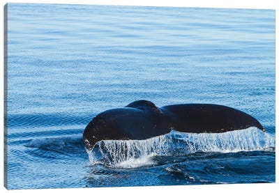 Water Flows Off A Humpback Whale's Tail As It Prepares To Dive, British Columbia Canvas Art Print - Humpback Whale Art