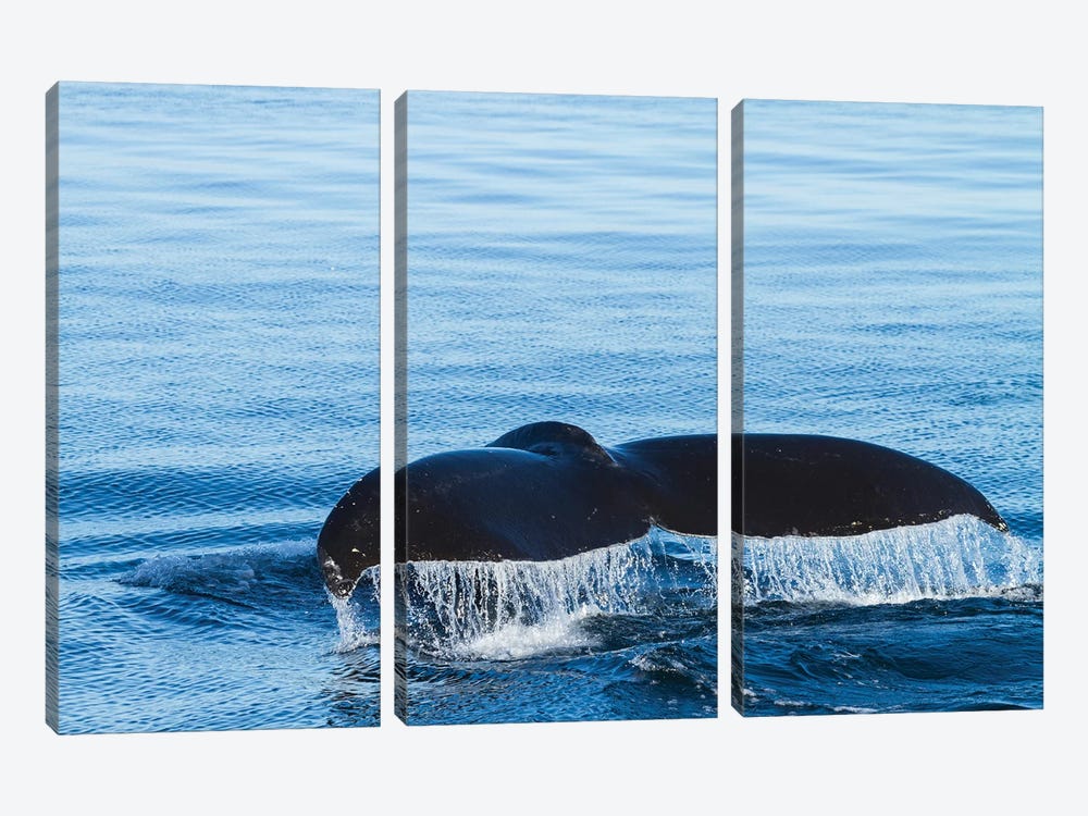 Water Flows Off A Humpback Whale's Tail As It Prepares To Dive, British Columbia by Brenda Tharp 3-piece Art Print