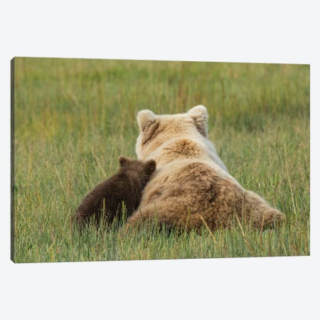 Young Coastal Grizzly Cub Leans Against His Mother, Lake Clark National Park, Alaska Canvas Print #BND17} by Brenda Tharp Canvas Wall Art