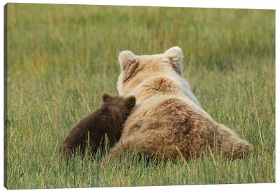Young Coastal Grizzly Cub Leans Against His Mother, Lake Clark National Park, Alaska Canvas Art Print