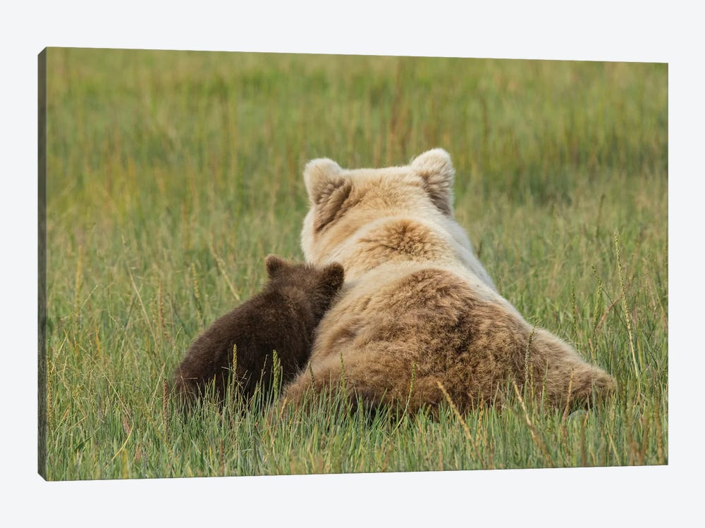 Young Coastal Grizzly Cub Leans Against His Mother, Lake Clark National Park, Alaska by Brenda Tharp 1-piece Canvas Wall Art