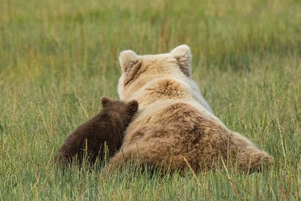 Brenda Tharp: Young Coastal Grizzly Cub Leans Against His Mother, Lake Clark National Park, Alaska by Brenda Tharp