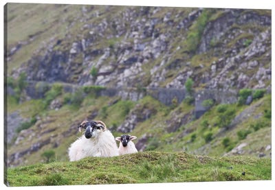 Ireland, County Mayo. Sheep Resting In Rocky Pastures. Canvas Art Print - Ireland Art
