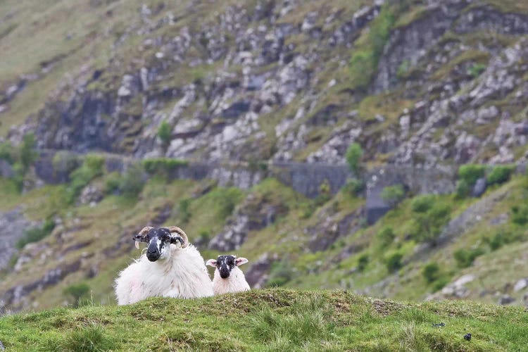 Ireland, County Mayo. Sheep Resting In Rocky Pastures.