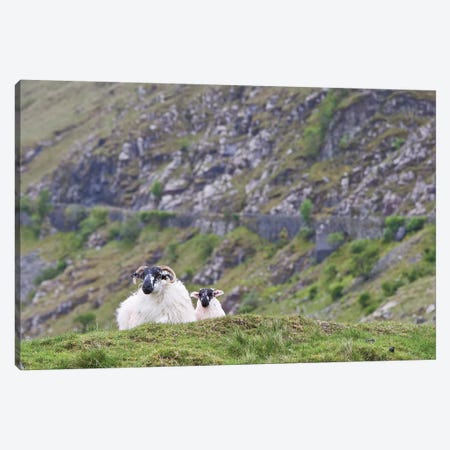 Ireland, County Mayo. Sheep Resting In Rocky Pastures. Canvas Print #BND19} by Brenda Tharp Canvas Art Print