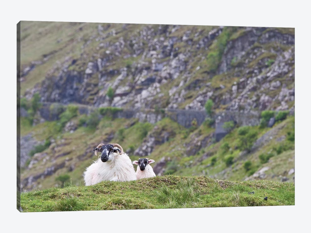 Ireland, County Mayo. Sheep Resting In Rocky Pastures. by Brenda Tharp 1-piece Canvas Wall Art