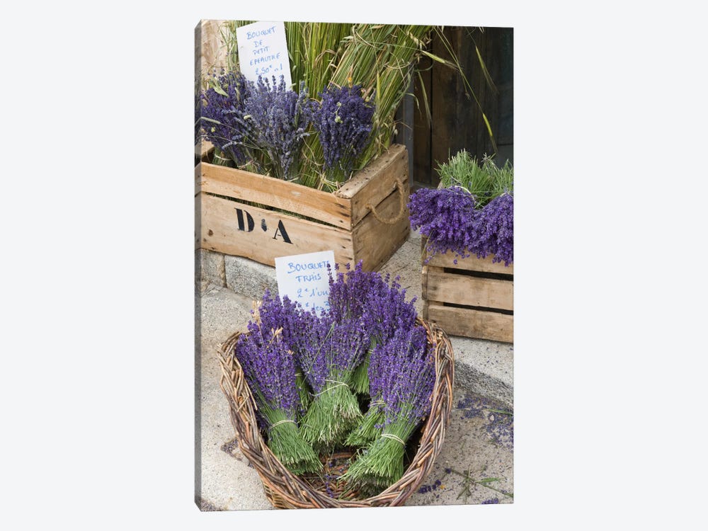 Harvested Lavender Bunches For Sale, Canton de Sault, Provence-Alpes-Cote d'Azur, France by Brenda Tharp 1-piece Canvas Print