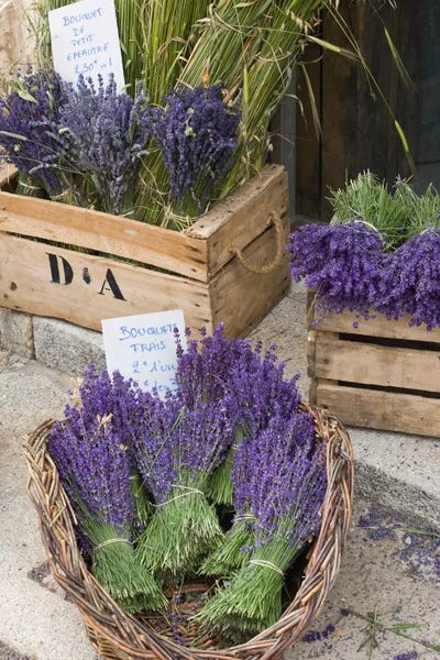 Herbs: Harvested Lavender Bunches For Sale, Canton de Sault, Provence-Alpes-Cote d'Azur, France by Brenda Tharp