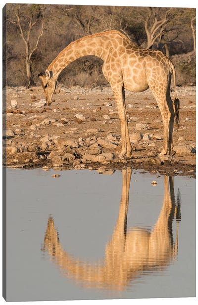Giraffe Bends Over To Drink At A Waterhole, Reflecting In The Water, In Etosha National Park, Namibia Canvas Art Print - Giraffe Art
